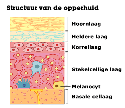 Structuur van de opperhuid - Schoonheidssalon Marie-Anne (Custom)